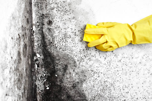 Best Mold Damage Restoration  in Verde Village, AZ