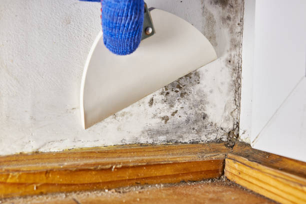 Best Water Damage & Mold Remediation  in Verde Village, AZ